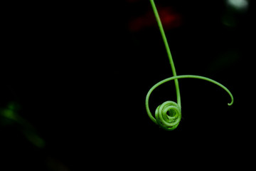 Sticker - The  tendril of the gourd is like a hand used to hold things.