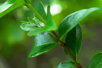 Poster - The green grasshopper has a long mustache.