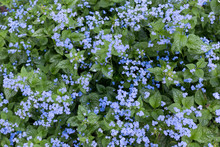 Closeup Of The Pretty Blooming Blue Flowers Of The Siberian Bugloss Or Great Forget-me-not In The Spring