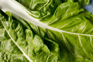 Swiss chard (Beta vulgaris) leaves full frame.