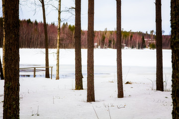 Wall Mural - Natural landscape - forest, lake are under snow in spring in March