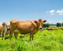 Jersey Cows In A Field In South Africa