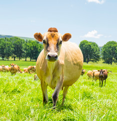 Wall Mural - Jersey cows in a field in South Africa