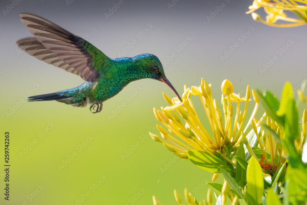 Blue-chinned Sapphire hummingbird feeding on an Ixora hedge. - obrazy, fototapety, plakaty 