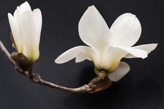 Fototapete - Close-up of a white magnolia on black background