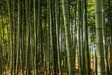 Fototapeta Dziecięca - Bamboo forest, Japan