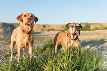 Continental Bulldog and Labrador Retrievers. Two dog friends on a meadow in front of blue sky