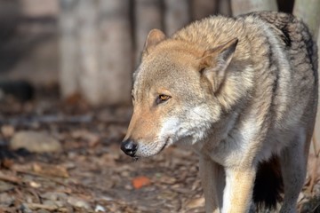  The wolf spring