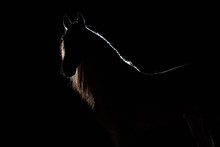 Portrait Of The Spanish Stallion With The Dismissed Mane. Silhouette Light Contour. Illumination Behind. The Black Isolated Background