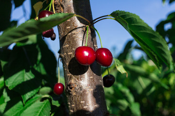 Poster - Cherry on the branch grows, ripe red cherry