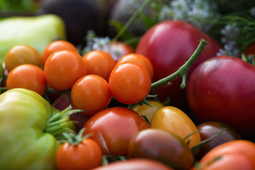 Wall Mural - Fresh tomatoes in assortment