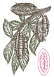 Chocolate Cocoa beans illustration. Engraved style illustration. Sketched hand drawn cacao beans, tree, leafs and branches.