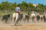 Fototapeta  - zaganianie bydła na ranczo we Francji