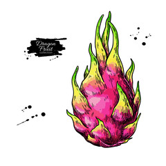 Wall Mural - Dragon fruit vector drawing. Hand drawn tropical food illustration. Pink summer dragonfruit.