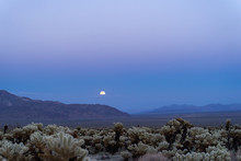 Super Moon Rises Above The Mountains Over The Cholla Cactus Garden In Joshua Tree National Park At Sunset