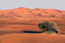 Bush Growing In Desert Landscape, Dubai, United Arab Emirates