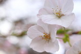 Fototapeta Kwiaty - 桜の花	