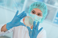 Woman Scientist Analyzing Petri Dishes In The Laboratory-