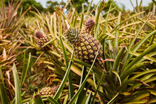 Tropical Pineapples Growing On Tree 