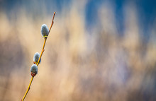 Pussy-willow Branches With Catkins, Spring Background