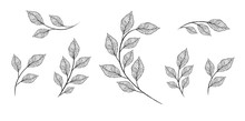 Vector Designer Elements Set Collection Of Greeng Leaves Herbs
