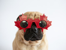 Cute Pug Dog Wearing Red Maple Leaf Glasses 
