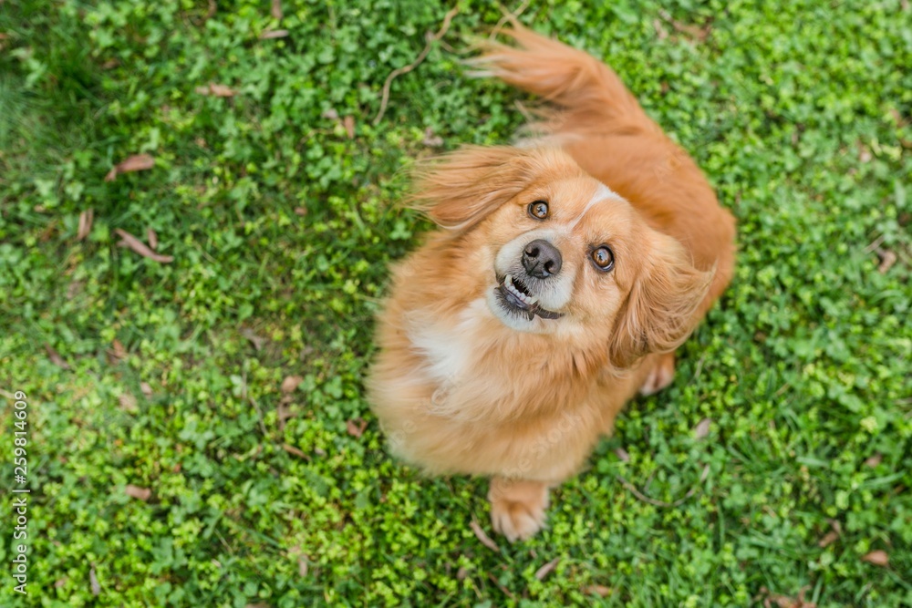 Redish Color Dog Top view portrait of cute little young mixed breed brown reddish dog ...