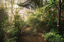 Dreamy Landscape With Exotic Evergreen Plants In Greenhouse. Beautiful Sunlight Breaks Through The Window. Old Tropical Botanic Garden. A Variety Of Plants: Palms, Ferns, And Conifers. Nature Concept.