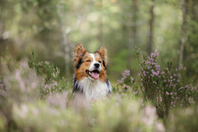 Dog In The Woods In The Heather. Red Border Collie On Nature. Walk With Your Pet