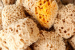 Sea Sponges Close-up