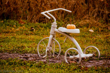 Vintage White Tricycle In A Field With A Small Pumpkin On Seat