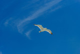 Fototapeta  - White gull flying Lower New York Bay