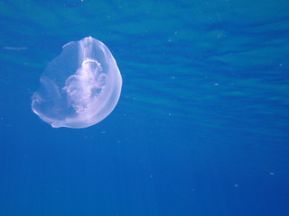 jellyfish