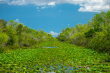 Fototapeta  - Everglades National Park. Swamps of Florida. Big Cypress National Preserve. Florida. USA.