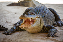 American Alligator Head In Florida Swamps. Everglades National Park. Florida. USA. 