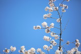 Fototapeta Nowy Jork - cherry blossom in spring