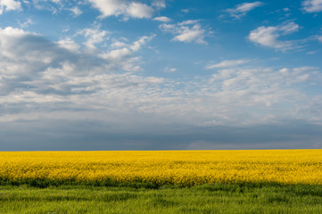 Wall Mural - landscape with big rape fields