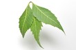 Medicinal neem (Azadirachta indicia) leaves over isolated white background