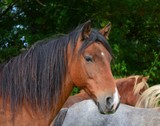 Fototapeta Konie - Portrait of a beautiful bay horse in Ireland.