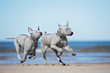 © otsphoto - two thai ridgeback puppies playing on the beach