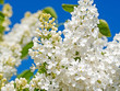 © M. Schuppich - Blühender weißer Flieder, Syringa