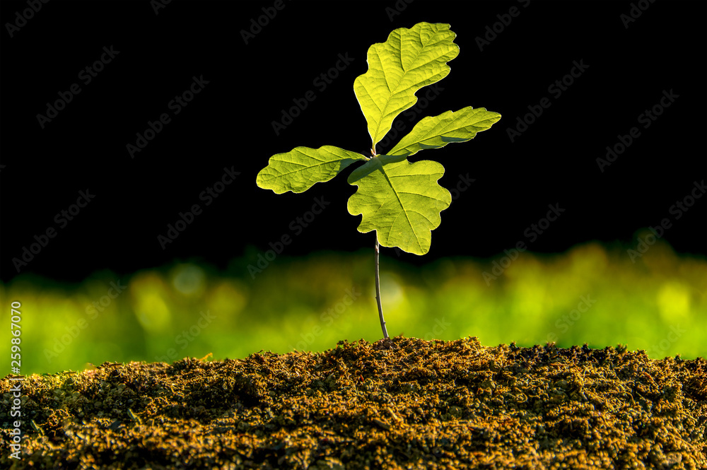Small oak plant in the garden. Tree oak planted in the soil substrate. Seedlings or plants illuminated by the side light. Highly lighted oak leaves with dark background and green grass. - obrazy, fototapety, plakaty 