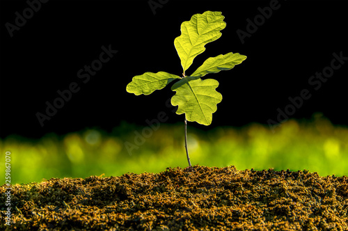 Fotomural Small oak plant in the garden