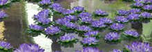 Lotus,purple Artificial Flowers Are Floating On The Water