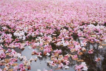 Canvas Print - Fall pink flower fully in the pond surface.