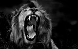 Portrait of a lion
