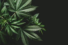 Background Green On Black Background, Marijuana Vegetation Plants, Growing Cannabis Indica, Hemp CBD, Cultivation Cannabis, Marijuana Leaves, Light Leaks Color Tones Top View