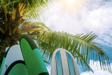 Wall Mural - Surfboard and palm tree on beach background. Travel adventure sport and summer vacation concept.