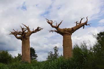 Two baobabs