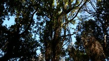 Sardinia Pine Forest Trees Cork Bark Vegetation Nature Video 4K